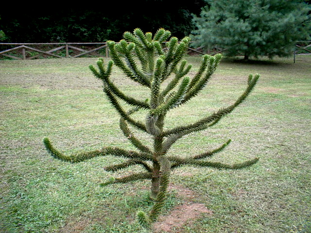 Araucaria araucana / Araucaria (pianta coltivata)